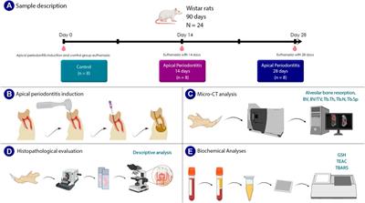 Modulation of blood redox status by the progression of induced apical periodontitis in rats